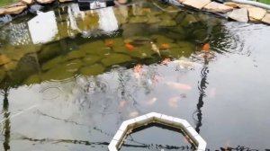 ПРОЗРАЧНАЯ ВОДА В ПРУДИКЕ С КАРПАМИ КОИ И ЗОЛОТЫМИ РЫБКАМИ. KOI & GOLD FISH