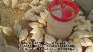 Кормушка для цыплят своими руками