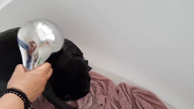 ВЛОГ. Моем котов. Наши питомцы. Как искупать кота / Видео для детей
