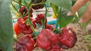 СЛАДКИЙ ПЕРЕЦ ЧЁРНЫЙ КВАДРАТ. ИНДИВИДУАЛЬНЫЙ ОБЗОР. УРОЖАЙНОСТЬ С КУСТА. ОТЗЫВЫ. Pepper.