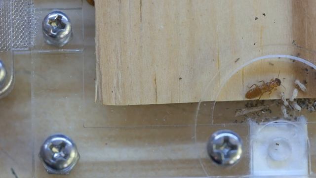 ЗАСЕЛЯЮ ТЕРМИТОВ В ФЕРМУ ИЗ КИТАЯ! КАК СОДЕРЖАТЬ ТЕРМИТОВ Coptotermes formosanus ДОМА? Димон и пумб