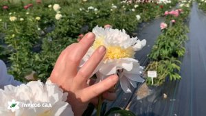 My love peony. Май лав пион. Пулков сад