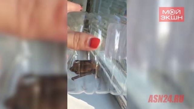 Благовещенка поймала в своем доме летучую мышь смотреть онлайн