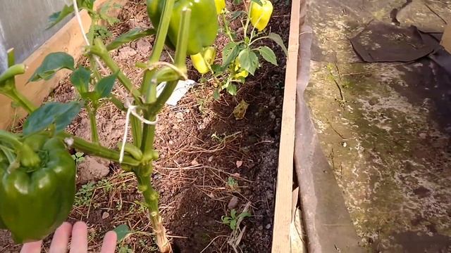 Огруцы 6 октября и не только. Осенний обзор и план работ на октябрь смотреть онлайн