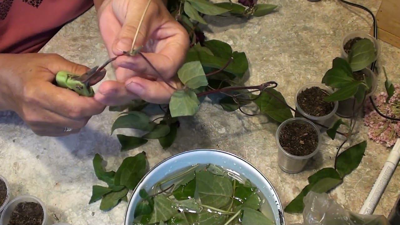 Летнее черенкование клематисов и крупнолистных гортензий. смотреть онлайн