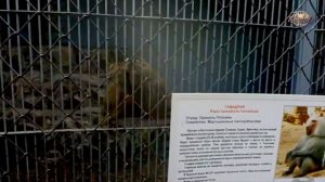 Ростовский зоопарк (часть 2)