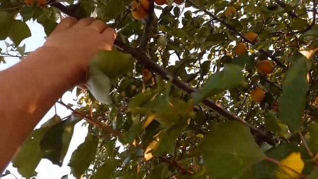 Размножение деревьев летом зелёными черенками, воздушное укоренение, летняя прививка. Ч. 1.