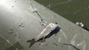 Ловля хищника на жерлицы летом. Жидкие жерлицы. Кружки новейшая разработка.