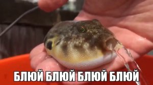 Милая рыба фугу