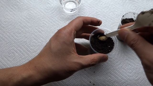 How to Grow Sapodilla - Sapote From Seeds смотреть онлайн