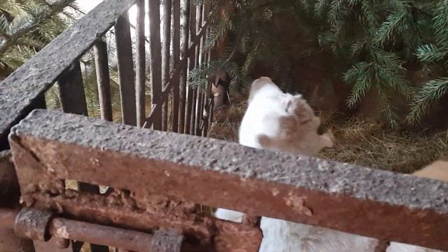 козы зимой #ламанча#козызимой#подкормкакоз