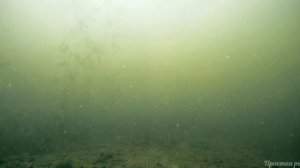 Топ 7 атак щук на живца! **Часть 2**. Сборник подводных съёмок.