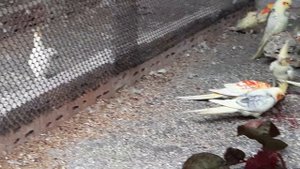 Певчие попугаи, кареллы и молодая птица пробуют амарант.