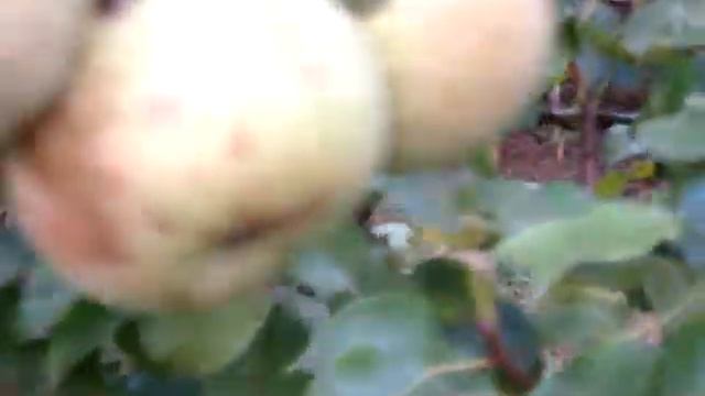 Сбор груши сорта Просто Мария от части три смотреть онлайн