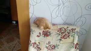 Подборка  Смешные коты и кошки. смешное видео про Тишку и не только..mp4