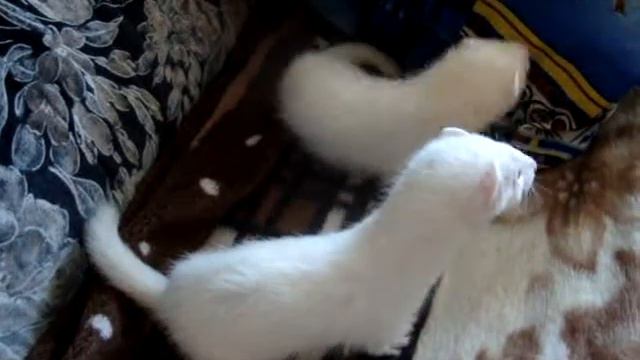 Альбиносики смотреть онлайн