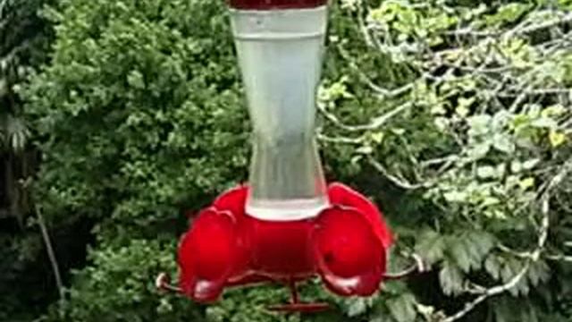 Humming Bird in Belize. Slo-Mo with Olympus TG-3 смотреть онлайн