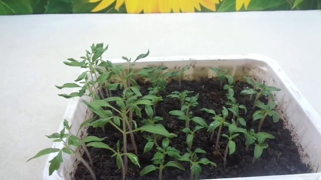 О ПОЛЬЗЕ МАРГАНЦОВКИ ДЛЯ РАННИХ ПОСЕВОВ. Ольга Чернова. смотреть онлайн