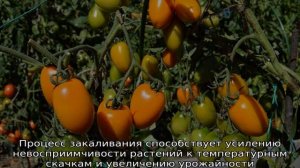Томат Золотое руно