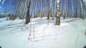 Снегоход (Мотособака с лыжным модулем ,самодельная) и пересеченная местность ,глубина снега 80см .