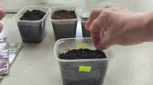 Маттиолу сею на рассаду.