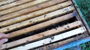 СРЕДНЕРУССКАЯ ПЧЕЛА / БАШКИРСКАЯ ПОПУЛЯЦИЯ