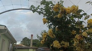 Воспоминания о лете. Розы: Аляска, Лагуна, Жасмина, Голденштерн, Сезар