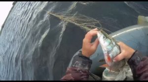 Рыбалка Сетями, Утро снимаем сеть, Рыбалка по большой воде