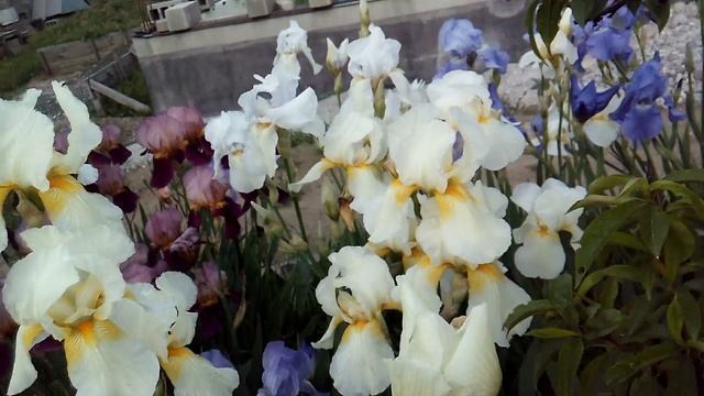 Цветут ирисы (петушки). Курчавость листьев на персиках. 18.05.2016 смотреть онлайн