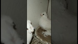 Кормление голубей 24 часа. Челкарь, уды, белые и другие. Двухчубые голуби. Tauben. Pigeons. Palomas