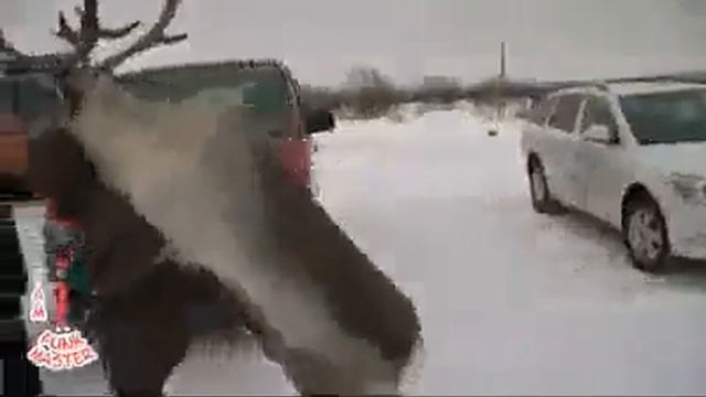 Олень ворует людей! смотреть онлайн