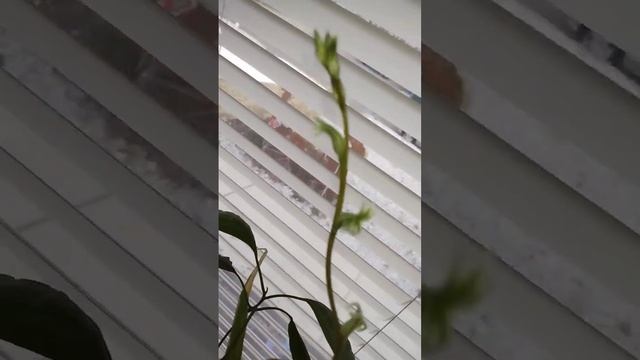 Haworthia Retusa showing off its flowers after 2yrs..