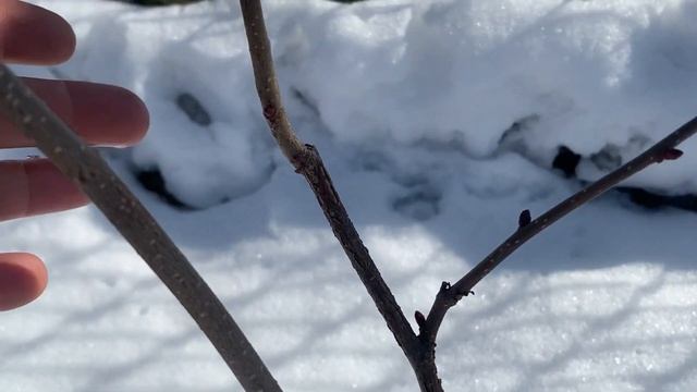 ФУНДУК в БЕЛАРУСИ.САЖЕНЦЫ. ИНФОРМАЦИЯ для НАЧИНАЮЩИХ, ЧЕРЕНОК и ОТВОДКИ , ТРАПЕЗУНД и КАТАЛОНСКИЙ смотреть онлайн