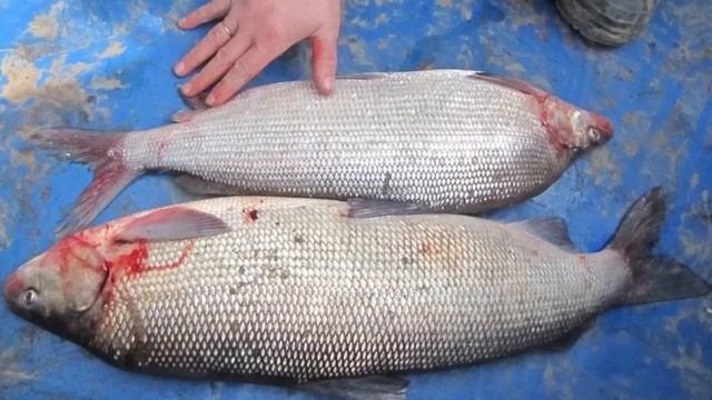 Какие четыре речные рыбы можно есть сырыми?