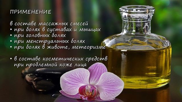 Эфирное масло гвоздики: 7 главных свойств