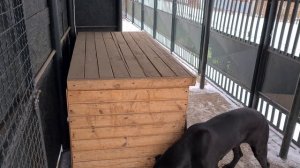 Зимовка кане-корсо на улице