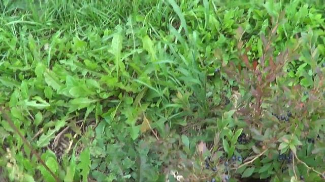 САДОВАЯ ЧЕРНИКА И ГОЛУБИКА смотреть онлайн