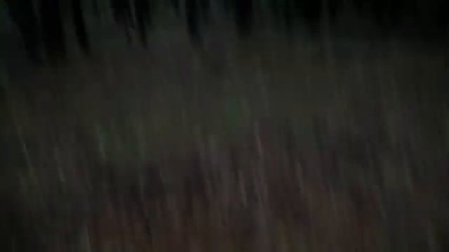 Грибы в Ноябре. Рядовки Фиолетовые. Рядовки Зеленые. Рядовки Серые. Гигрофоры. Денежки- Коллибии. смотреть онлайн