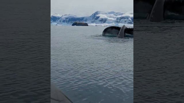 Humpback whale in Antarctica