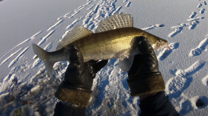 Зимняя рыбалка на судака. Озеро Исетское.