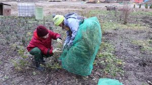 Укрытие туи на зиму.