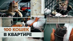 В Пермском крае волонтёры вывезли 67 кошек из квартиры с антисанитарными условиями