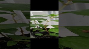 Подготовка черенков метельчатой гортензии к зиме