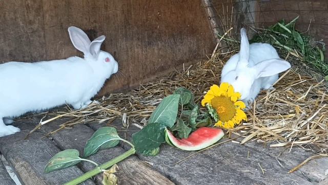 Можно ли давать кроликам полынь? смотреть онлайн