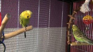 Как понять волнистого попугая | Попугай жалуется | Скандал в семье