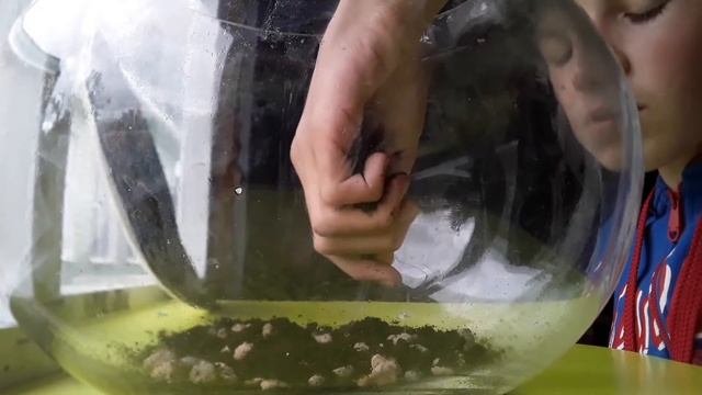 1 часть "Мытья аквариума с ротаном" смотреть онлайн