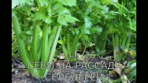 Сеем сельдерей на рассаду. 100%результат.