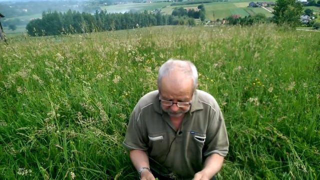 Macierzanka piaskowa смотреть онлайн