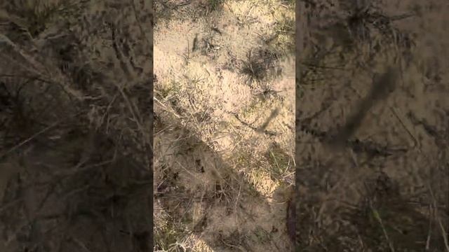 Сбор грибов город Актау Республика Казахстан 25 октября 2023 года смотреть онлайн