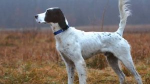 Все породы собак.Английский сеттер (English Setter)